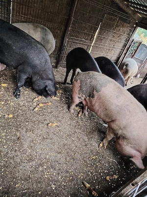 Porci Crăciun  - imagine 2