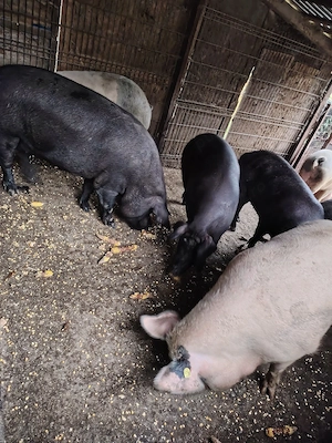 Porci Crăciun 