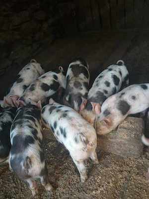 Vând purcei cu vârsta de 7 săptămâni 