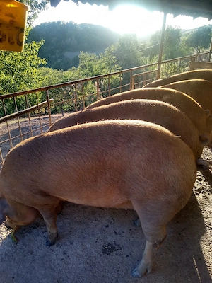 Porci de vânzare  - imagine 3