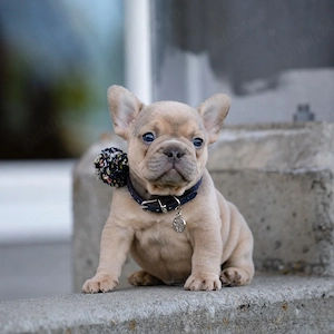 Bulldog francez femela
