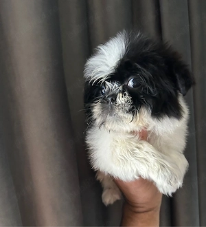 pui shihtzu 2 luni mascul - imagine 3