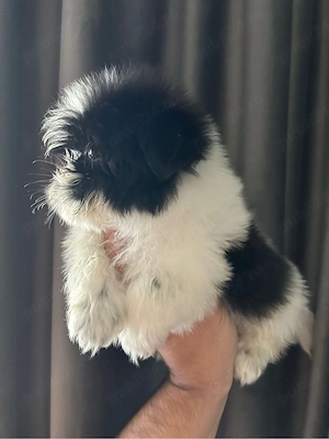 pui shihtzu 2 luni mascul - imagine 4