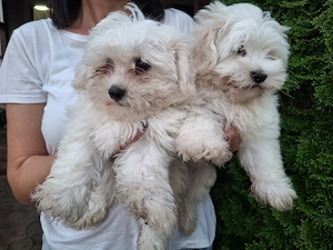 Bichon maltese!