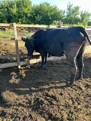 vand juninca angus 