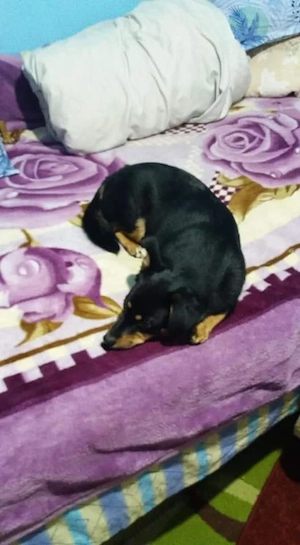 ofer spre adopție 