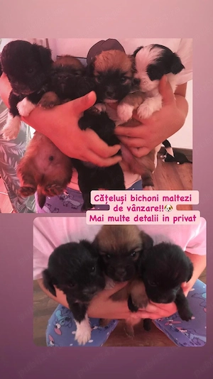 catelusi bichoni maltezi de vanzare 