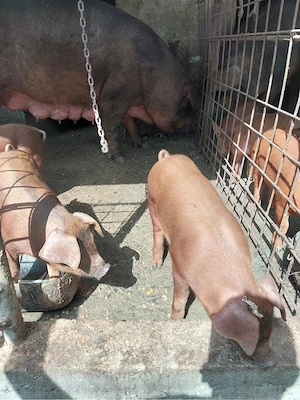 Purcei duroc