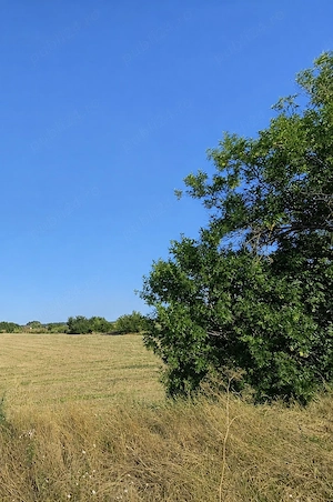 Teren intravilan 5.000 MP   Front DN5 + ACCES PE TOATĂ LUNGIMEA - imagine 4