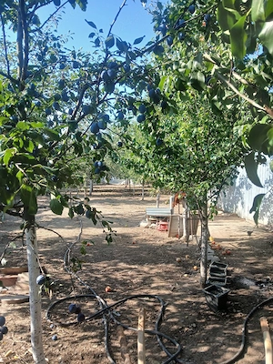 vand casa cu livada si anexa