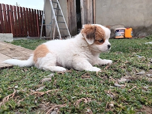 bichon maltese 