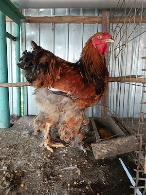 Cocos brahma din august 2025