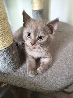 Pisici Scottish Fold  - imagine 4