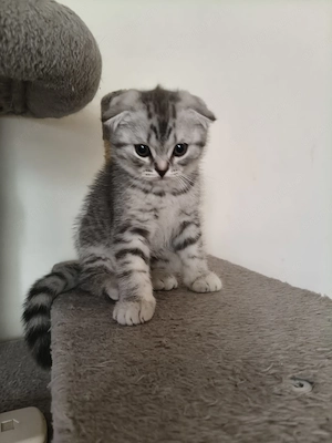 Pisici Scottish Fold 
