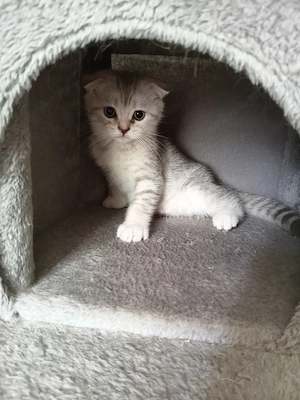 Pisici Scottish Fold  - imagine 2