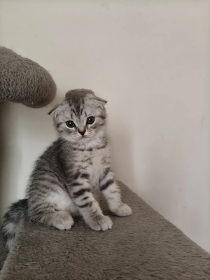 Pisici Scottish Fold  - imagine 3