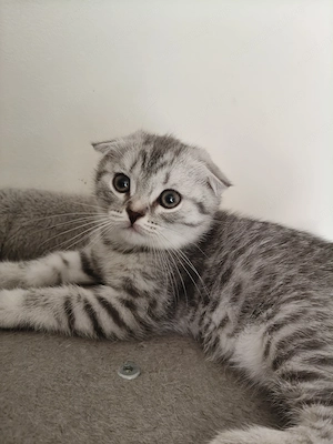 Pisici Scottish Fold  - imagine 5