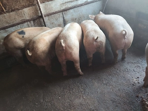 Vând porci și purcei de carne  - imagine 5