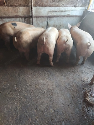 Vând porci și purcei de carne 