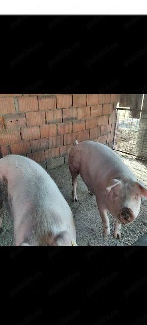 De vanzare 2scroafe gestante in 2luni jumate in sint la prima fătare. scroafele se afla in satul. De - imagine 2