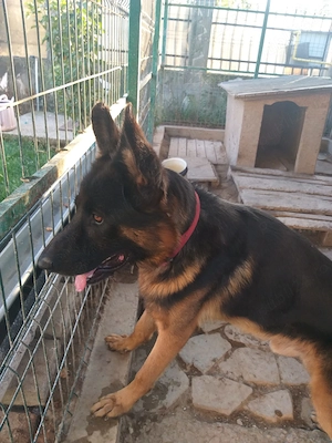 Donez ciobanesc german