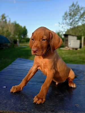 cățel vizsla