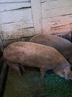 VÂND  2 porci (masculi)pentru  Crăciun  - imagine 2