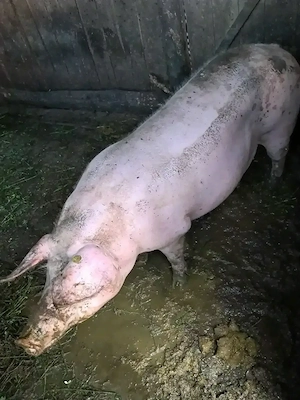 VÂND  2 porci (masculi)pentru  Crăciun 
