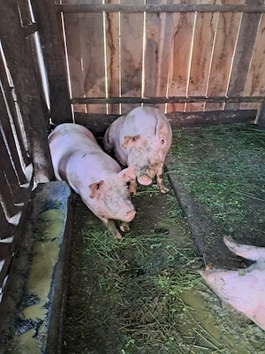VÂND  2 porci (masculi)pentru  Crăciun  - imagine 3
