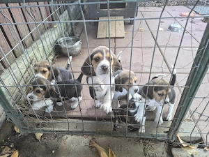 Beagle tricolorii  - imagine 2