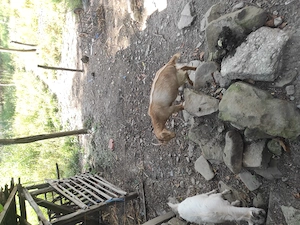 Vând capre bune de lapte 