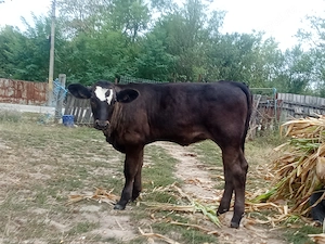 Vând trei vițele și un tăuraș 