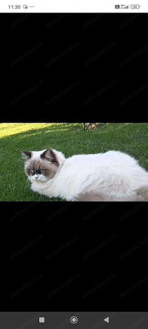 Ragdoll femela - imagine 4