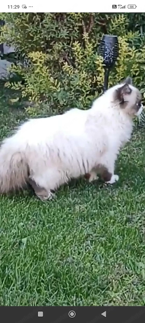 Ragdoll femela