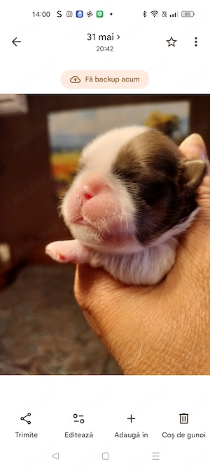Doua fetite shih tzu, disponibile - imagine 3
