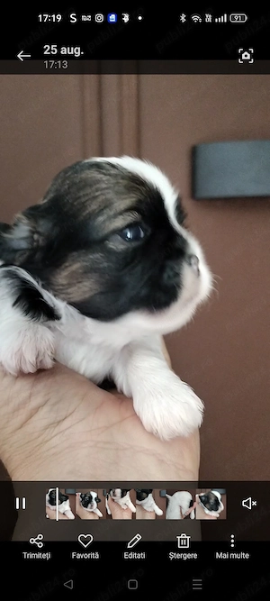 Doua fetite shih tzu, disponibile