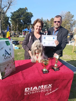 Doua fetite shih tzu, disponibile - imagine 5