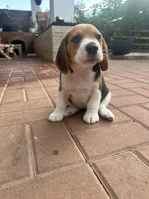 Catelusa Beagle isi cauta casuta