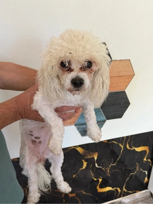 fetita bichon