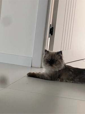 British Longhair - imagine 2