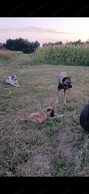 Disponibil Mascul kangal 