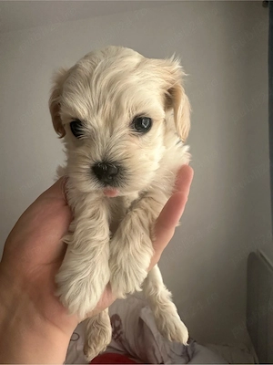 Maltipoo baietel 