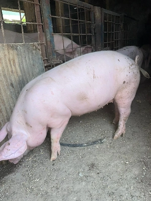 purcei la 50 kg