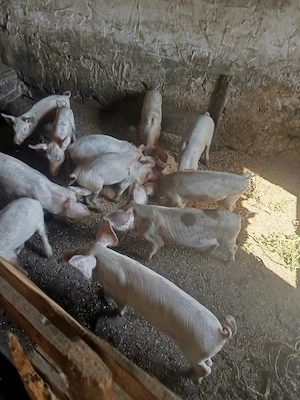Purcei de vânzare 