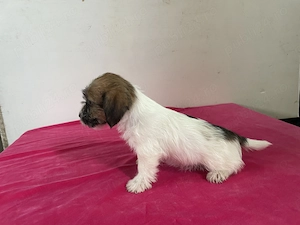 Jack Russel terrier din părinți cu pedigree  - imagine 5