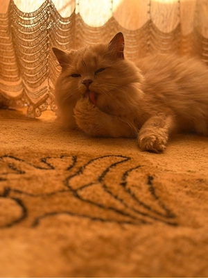 Motan British longhair - imagine 3