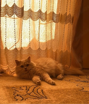 Motan British longhair - imagine 4