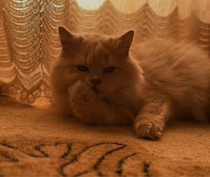Motan British longhair - imagine 2