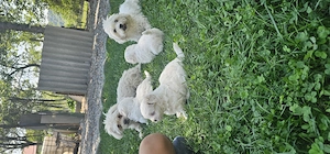 Vand bichon,cei interesați ma puteți contacta  - imagine 4