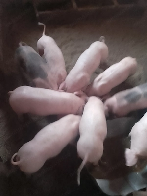 Vand purcei de carne crescuți în gospodărie  - imagine 3